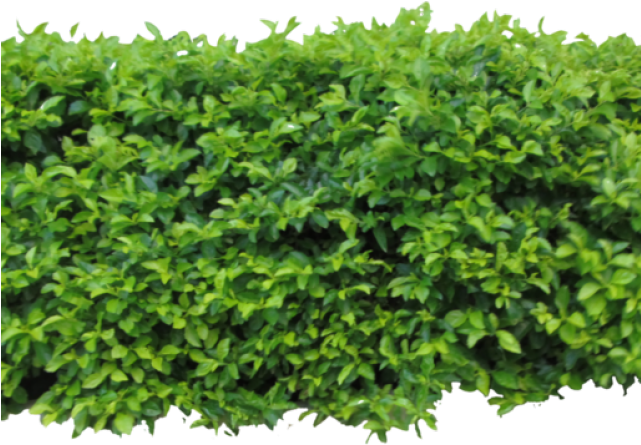 imagen de hojas verticales