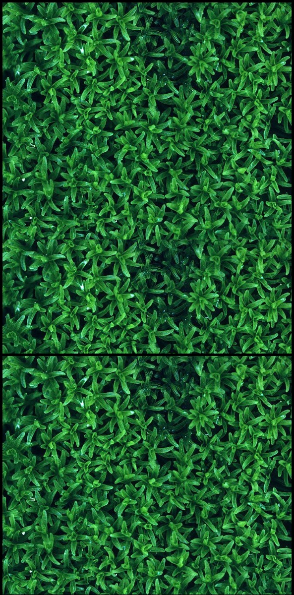 imagen de hojas laterales